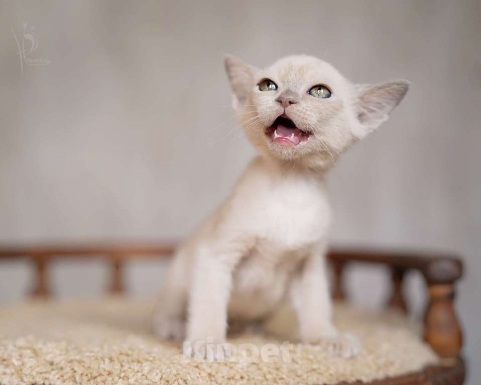 Кошки в Москве: Европейская Бурма лиловый Мальчик Мальчик, 85 000 руб. - фото 4