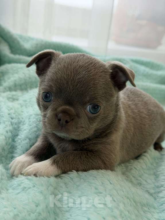 Собаки в Ижевске: Щенок чихуахуа Мальчик, 70 000 руб. - фото 4