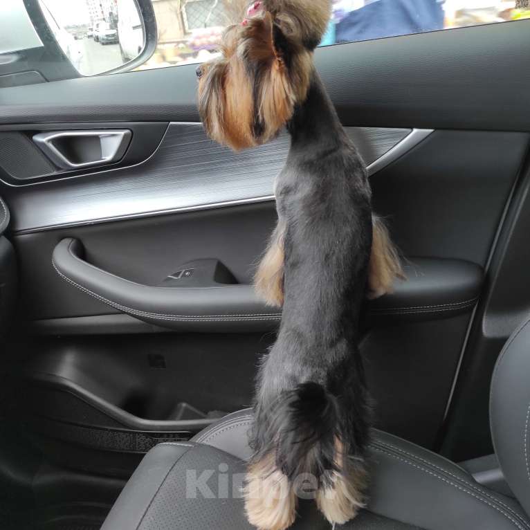 Собаки в Ростове-на-Дону: Йорк для шоу и выставок Мальчик, 35 000 руб. - фото 5