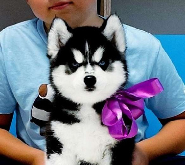 Хаски Щенки Разных окрасов