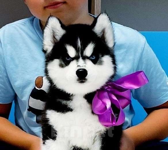 Собаки в Ярославле: Хаски Щенки Разных окрасов Разнополые, Бесплатно - фото 1