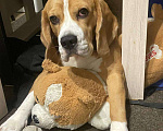 Собаки в Сочи: Бигль  Девочка, 5 000 руб. - фото 1