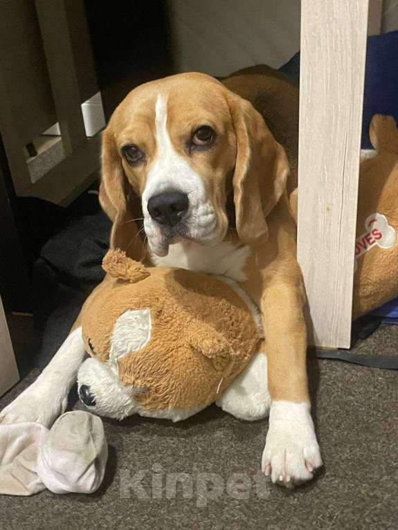 Собаки в Сочи: Бигль  Девочка, 5 000 руб. - фото 1