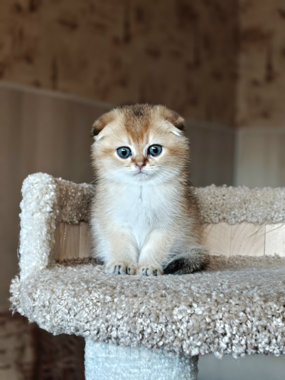Кошки в Санкт-Петербурге: Шотландский золотой котенок. Мальчик, 75 000 руб. - фото 1