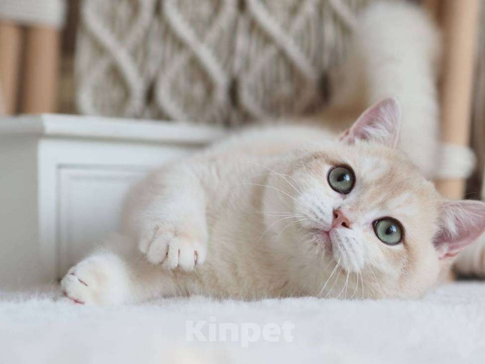 Кошки в Москве: Британский котенок Раф Мальчик, 150 000 руб. - фото 5