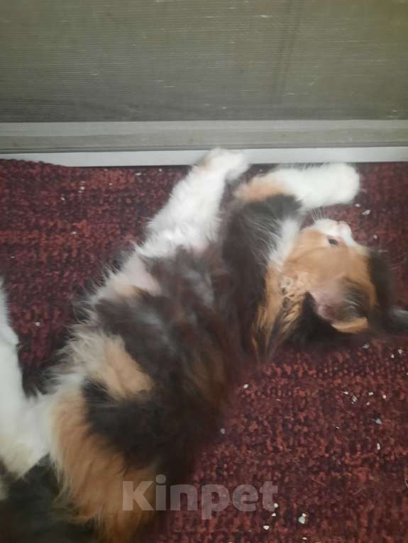 Кошки в Мичуринске: Трехцветная кошечка Девочка, 1 руб. - фото 2