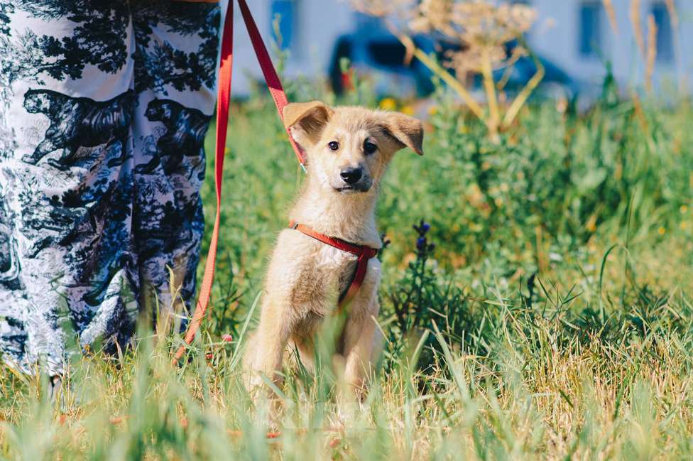 Собаки в Москве: Кумкват Мальчик, Бесплатно - фото 6