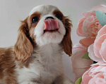 Собаки в других городах Московской области: Кавалер Кинг Чарльз спаниель, мальчик Мальчик, 70 000 руб. - фото 2