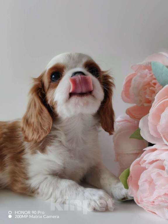 Собаки в других городах Московской области: Кавалер Кинг Чарльз спаниель, мальчик Мальчик, 70 000 руб. - фото 2