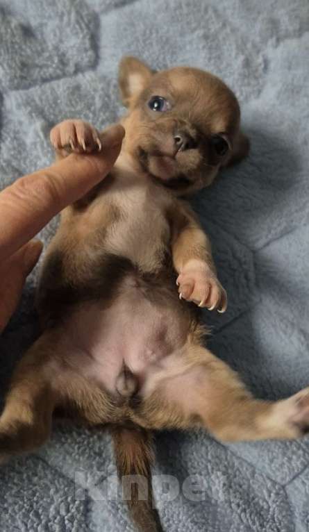 Собаки в Владикавказе: Чихуахуа Мальчик, 30 000 руб. - фото 5