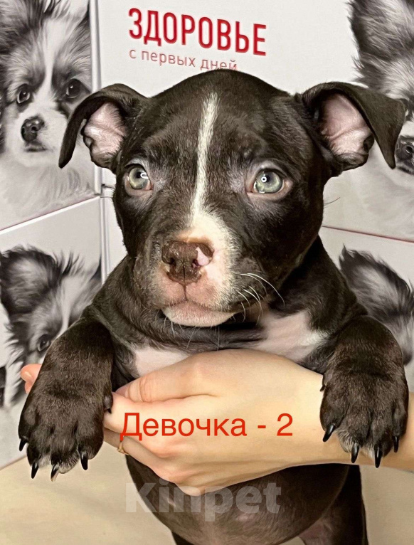 Собаки в Иваново: Девочка горький шоколад  Девочка, 100 000 руб. - фото 1