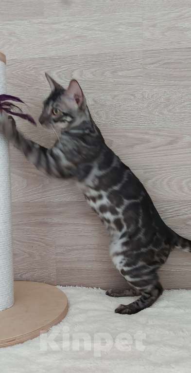 Кошки в Москве: Бенгальский ктик Мальчик, Бесплатно - фото 8