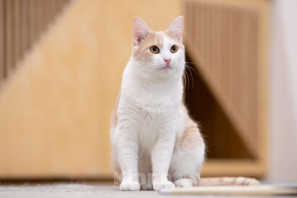 Кошки в Москве: Кошка Мистика в добрые руки Девочка, Бесплатно - фото 5