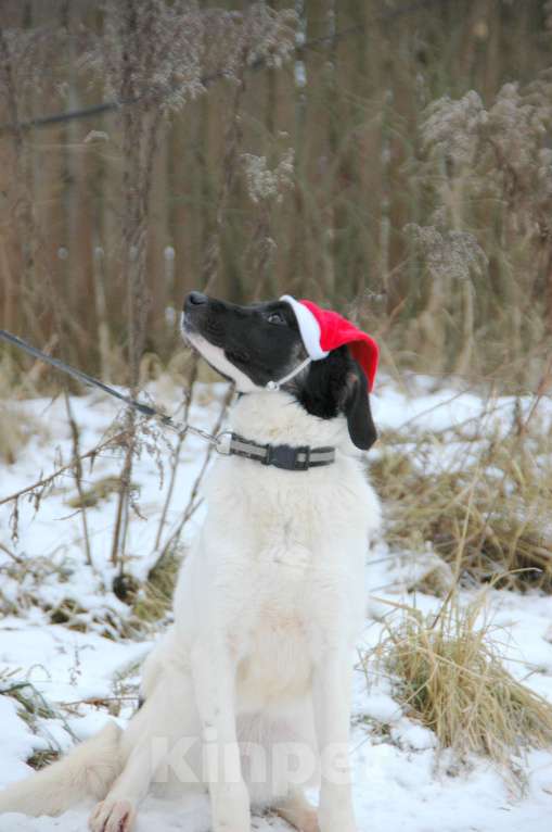 Собаки в Москве: Славный щенок Сара в добрые руки Девочка, Бесплатно - фото 4