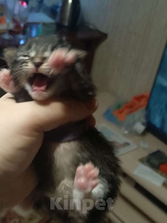 Кошки в Кирове: Фиолетовый (синий) Девочка, 2 500 руб. - фото 2