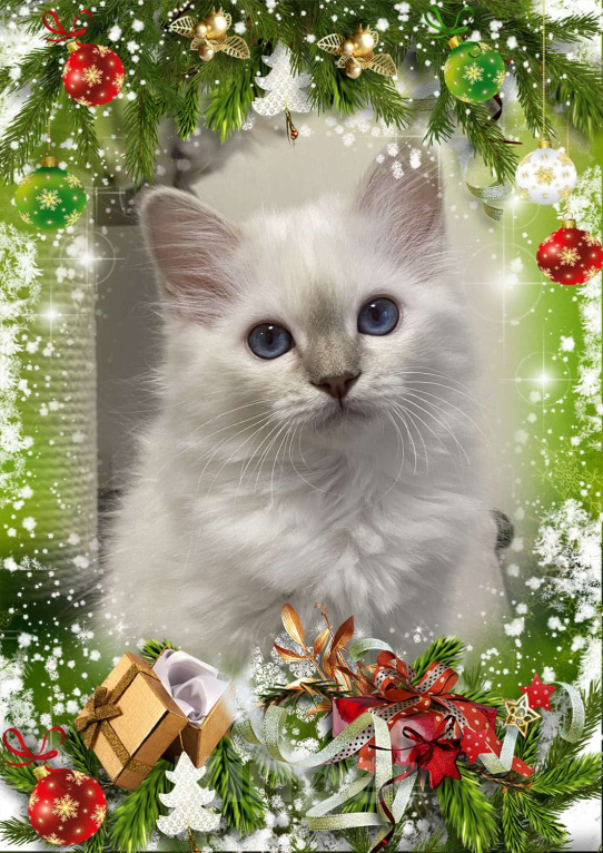 Кошки в Москве: Абиба бирманский котенок девочка Девочка, Бесплатно - фото 1