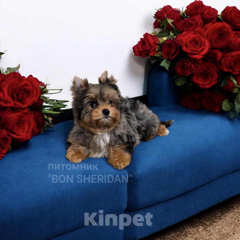 Собаки в Пушкино: Очень красивый маленький мальчик  Мальчик, 50 000 руб. - фото 1