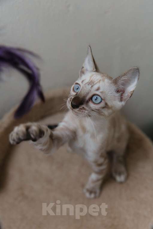 Кошки в Санкт-Петербурге: Мальчик (снежный минк) Мальчик, 45 000 руб. - фото 3