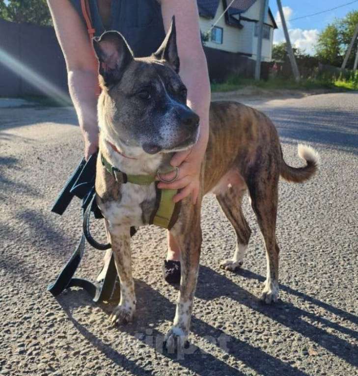 Собаки в Люберцах: Очень нужен дом нежному Баксу Мальчик, Бесплатно - фото 6