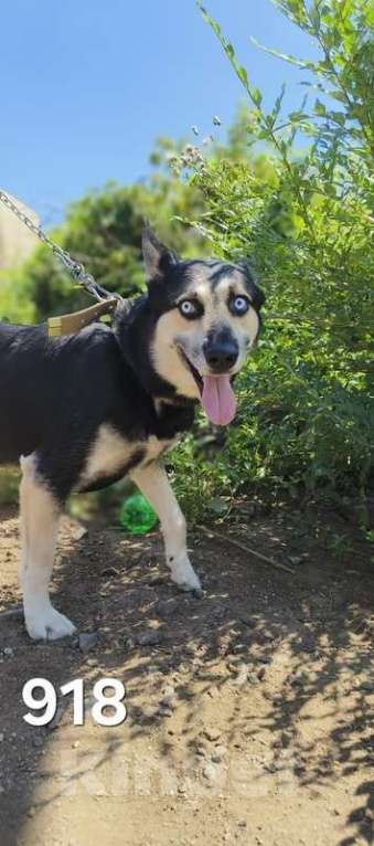 Собаки в Москве: Голубоглазый ласковый пёс Харлей в дар Мальчик, 1 руб. - фото 3