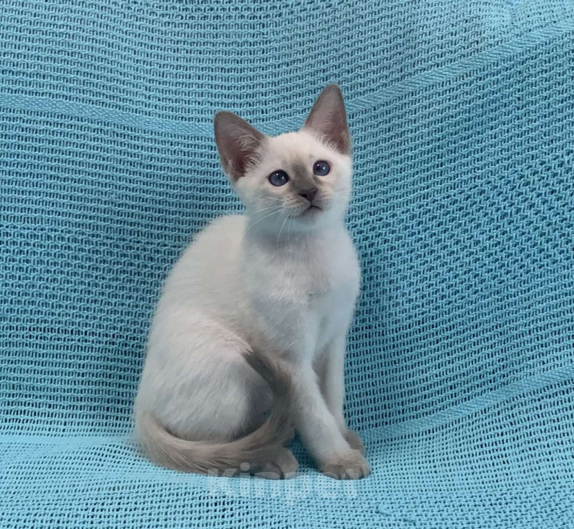 Кошки в Москве: ✨Тайский котёнок лайлак-пойнт, 3 месяца ✨ Мальчик, Бесплатно - фото 2
