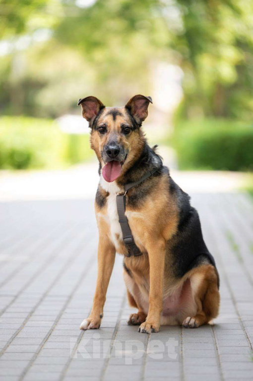 Собаки в Москве: Пес Рио ищет дом Мальчик, Бесплатно - фото 7