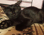 Кошки в Жуковском: Котёнок Мальчик, Бесплатно - фото 3