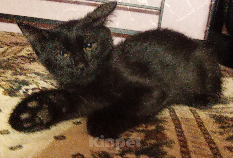 Кошки в Жуковском: Котёнок Мальчик, Бесплатно - фото 3