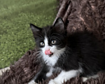 Кошки в Краснодаре: Черно-белый котик Мальчик, Бесплатно - фото 4
