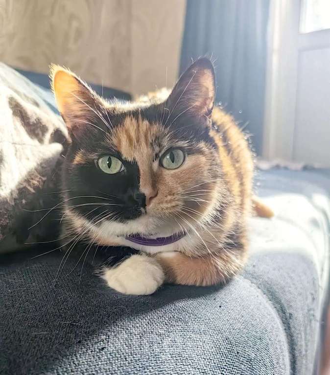 Кошки в Москве: красотка Мотя ждет свою семью Девочка, Бесплатно - фото 3