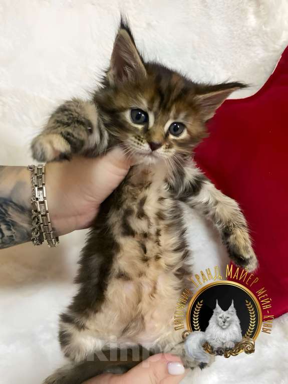 Кошки в Москве: Продаются чистопородные котята Мейн-Кун Девочка, 50 000 руб. - фото 5