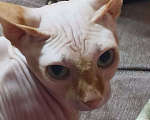 Кошки в Москве: Котик сфинкс ищет дом Мальчик, Бесплатно - фото 1