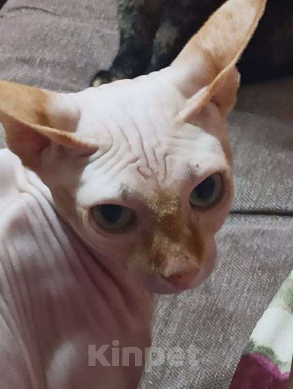 Кошки в Москве: Котик сфинкс ищет дом Мальчик, Бесплатно - фото 1