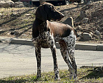 Собаки в Владивостоке: Потерялся молодой кобель породы Курцхаар.  Мальчик, 1 руб. - фото 2