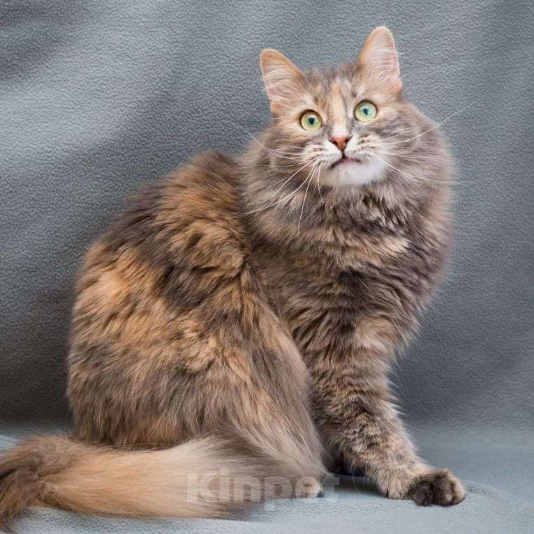 Кошки в Москве: Пушистая Плюша в добрые руки Девочка, Бесплатно - фото 3