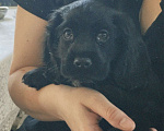 Собаки в Нижнекамске: Английский Кокер-спаниель 6 месяцев Девочка, 12 000 руб. - фото 3