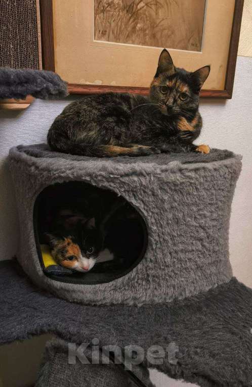 Кошки в Москве: Чрепаховая Нюрочка Девочка, Бесплатно - фото 3