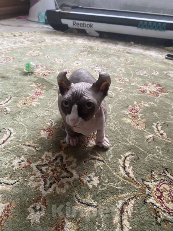 Кошки в Балашихе: Котенок Эльф Девочка, 15 000 руб. - фото 2