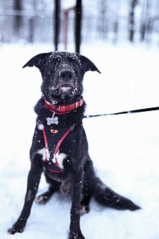 Чудесный Мартин ищет лучшую семью