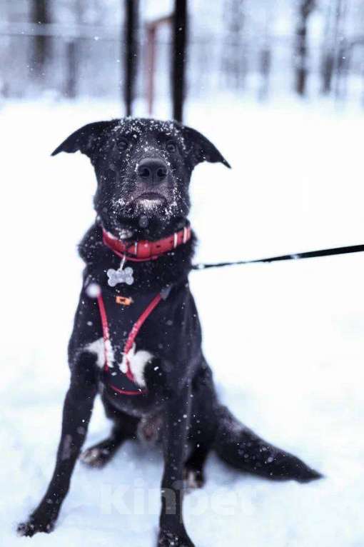 Собаки в Москве: Чудесный Мартин ищет лучшую семью Мальчик, 100 руб. - фото 1