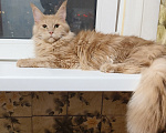 Кошки в Москве: Котёнок Мейн-кун Девочка Девочка, 30 000 руб. - фото 6