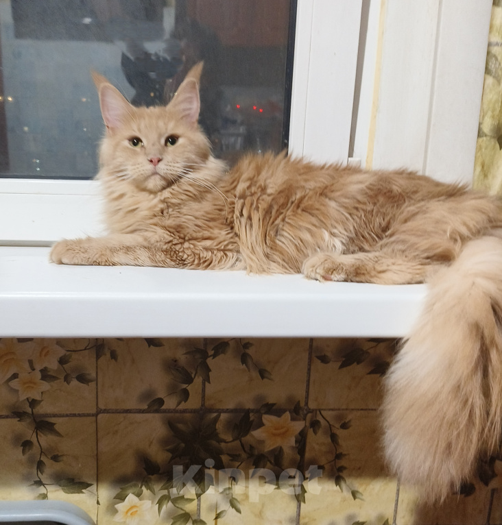 Кошки в Москве: Котёнок Мейн-кун Девочка Девочка, 30 000 руб. - фото 6