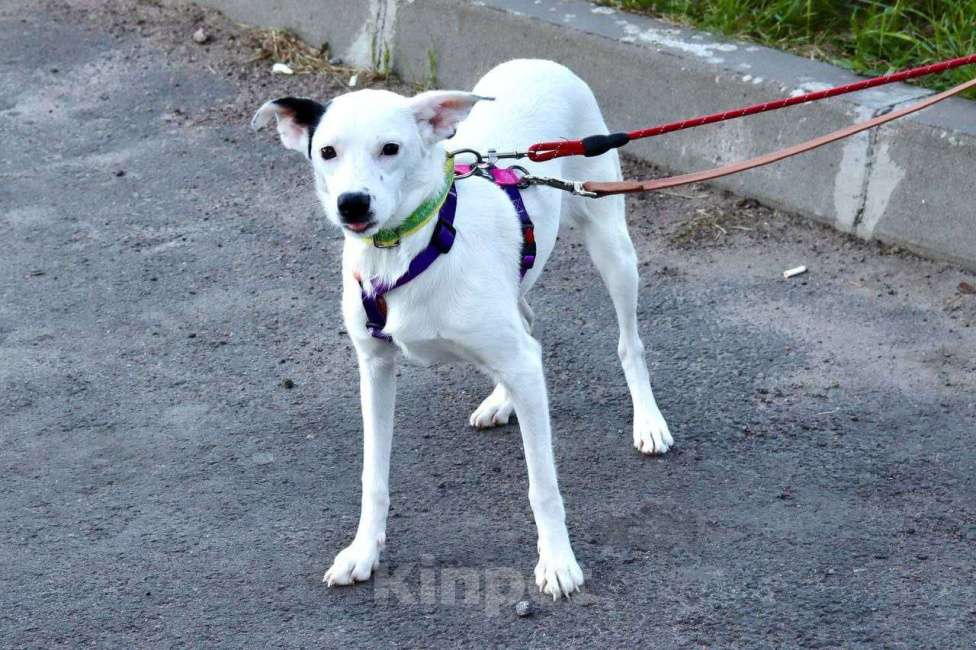Собаки в Санкт-Петербурге: Красивая собачка ищет дом Девочка, Бесплатно - фото 6