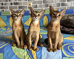 Кошки в Краснодаре: Абиссинские котята Мальчик, 55 000 руб. - фото 3