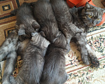Кошки в Москве: Котята Девочка, Бесплатно - фото 1