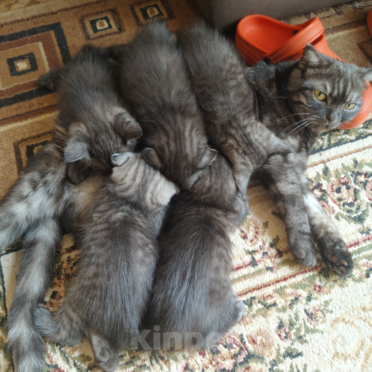Кошки в Москве: Котята Девочка, Бесплатно - фото 1