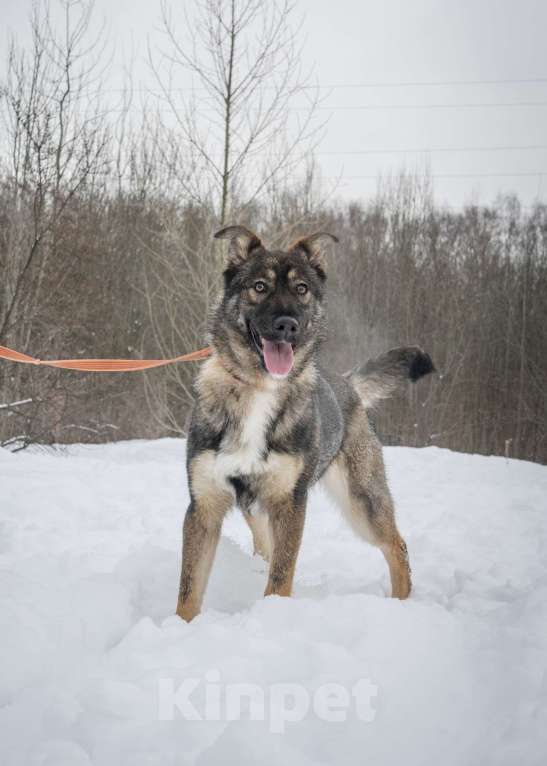 Собаки в Москве: Рея Девочка, Бесплатно - фото 6