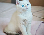Кошки в Краснодаре: Британские котята золотая голубая шиншилла Девочка, 20 000 руб. - фото 7