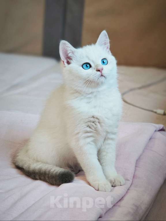 Кошки в Краснодаре: Британские котята золотая голубая шиншилла Девочка, 20 000 руб. - фото 7