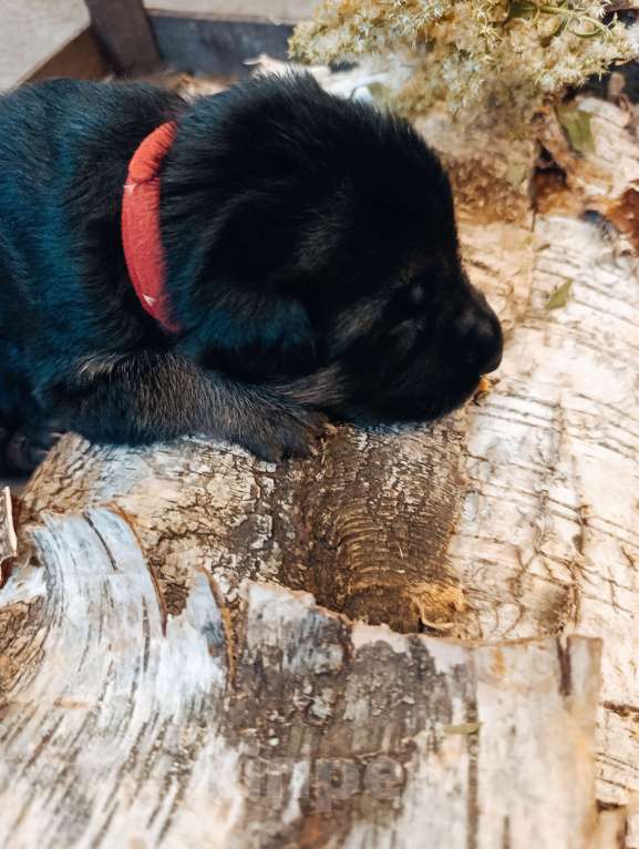 Собаки в Красноярске: Щенок немецкой овчарки  Девочка, 50 000 руб. - фото 1